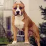 Un american amstaff