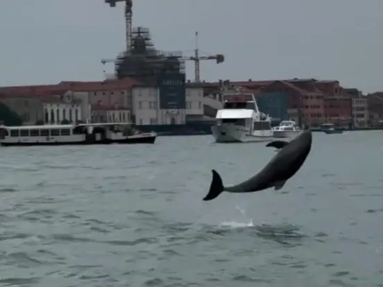 Il delfino "Mimmo" in bacino San Marco