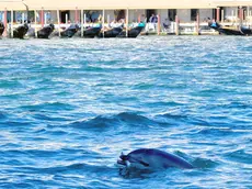 Il delfino Mimmo