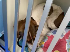 Nera, la cagnetta che è rimasta a vegliare la compagna morta