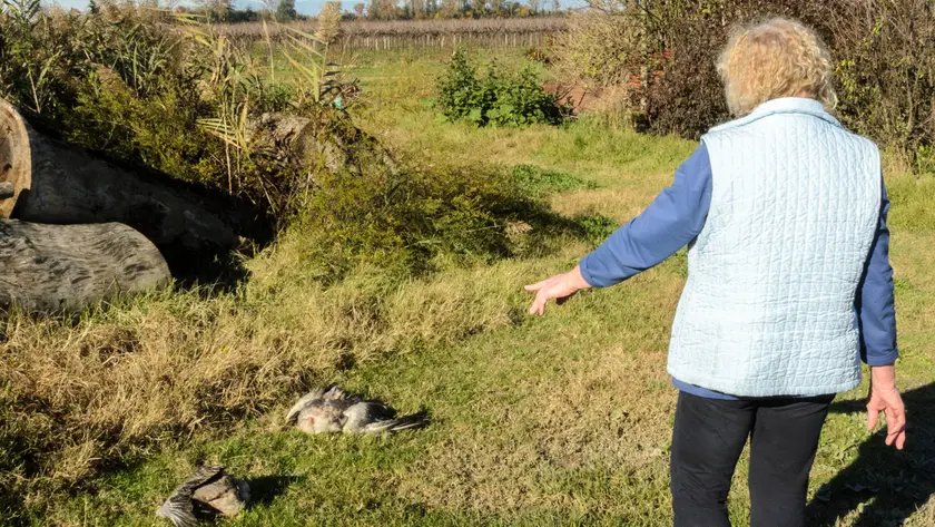 Oche uccise in pieno giorno dalle volpi in un pollaio di Torre di Mosto