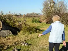 Oche uccise in pieno giorno dalle volpi in un pollaio di Torre di Mosto