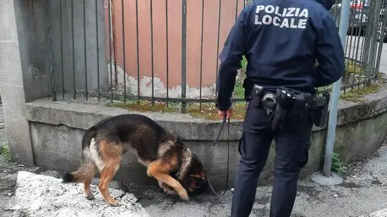 Il cane antidroga Warus della polizia locale di Venezia