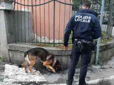 Il cane antidroga Warus della polizia locale di Venezia