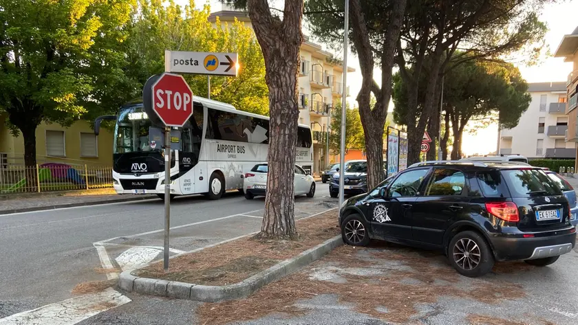 I pini in via Marconi a Musile