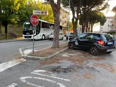 I pini in via Marconi a Musile