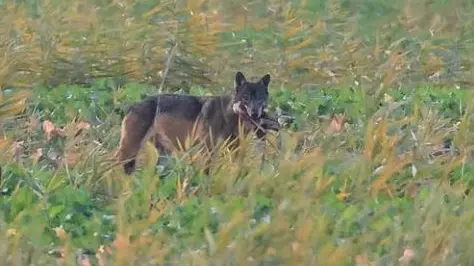 Avvistato un lupo a Brussa