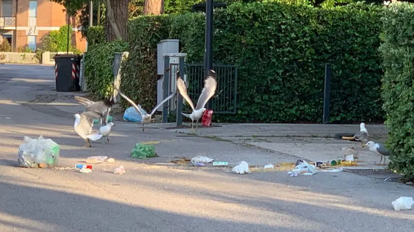 Pineta abbandonata nel degrado