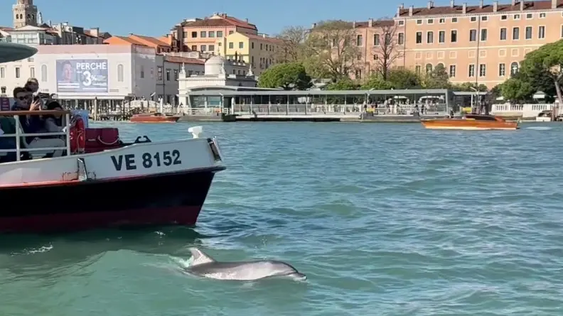Il delfino mimmo in uno degli ultimi avvistamenti