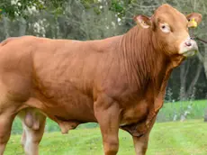 Un toro razza Limousine francese (foto d'archivio)