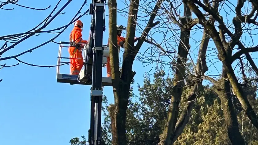 Il taglio degli alberi