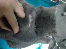 Il gatto con il cappio al collo