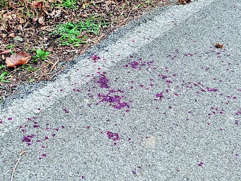 Le tracce di sangue sull’asfalto dopo l’incidente a Sedegliano / f. petrussi