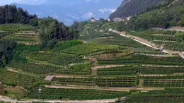 Le colline del Prosecco
