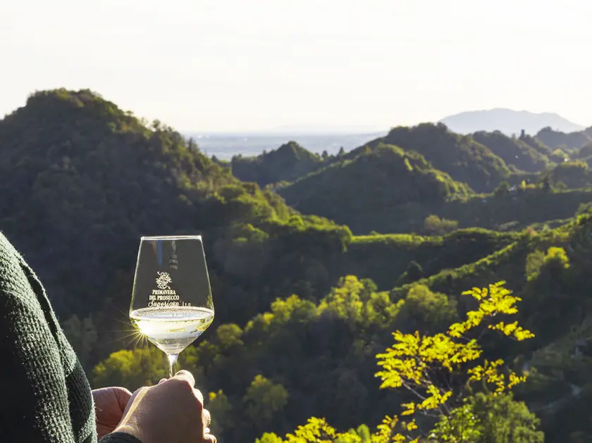 Il Veneto si conferma motore del mercato vitivinicolo nazionale