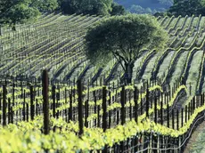 Le tre aziende sottoposte al provvedimento lavoravano anche nel settore vitivinicolo