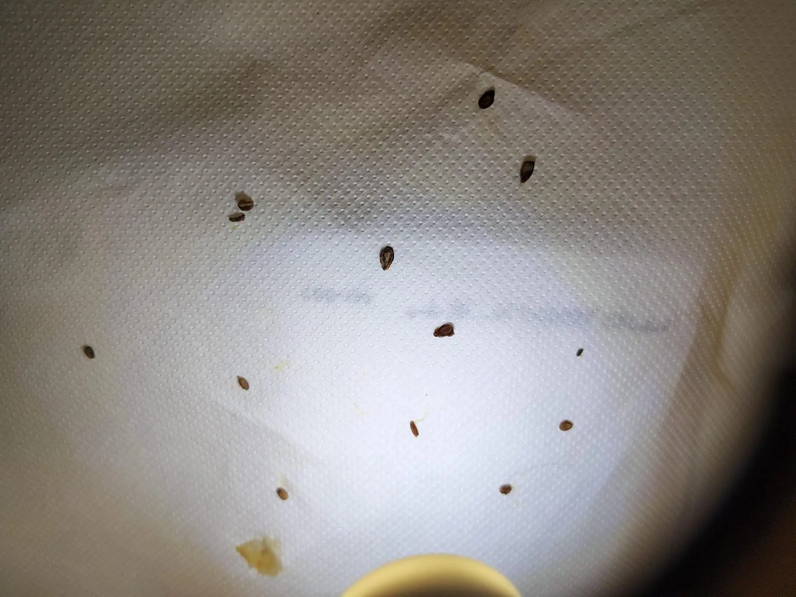 I piccoli insetti trovati nella pasta e fagioli