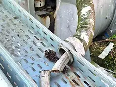 Il manicotto dell'idrovora danneggiato a Cona