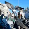 Piccioni in piazza San Marco