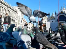 Piccioni in piazza San Marco