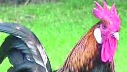 Un gallo al centro di un caso finito in Tribunale
