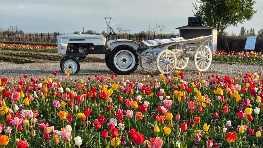Tulipani in una precedente edizione dell'appuntamento da Nonno Andrea