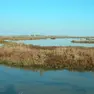 Barene fondamentali per la salvaguardia della laguna di Venezia