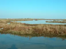 Barene fondamentali per la salvaguardia della laguna di Venezia