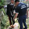 Un intervento delle guardie zoofile. A Robegano hanno "liberato" un cane legato con la catena e senza cibo