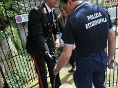 Un intervento delle guardie zoofile. A Robegano hanno "liberato" un cane legato con la catena e senza cibo