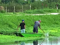 Infestazione di porracchia in alcuni punti del canale Novissimo a Codevigo