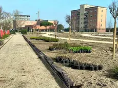 Piantumazione in corso nell’Arena dove sorgerà un contenitore culturale