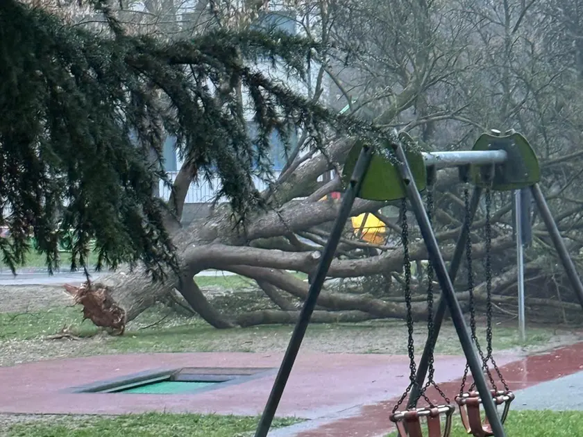 L'albero spezzato al parco Nuove Gemme
