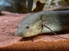 Uno dei due prototteri africani