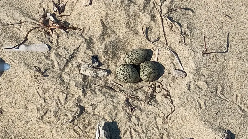 Le uova di Fratino a Bibione