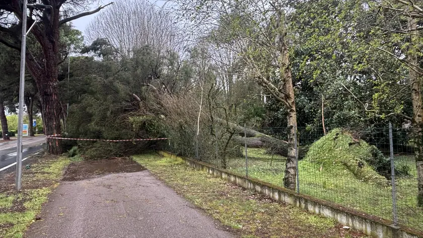 Un labero caduto sulla ciclabile a Punta Sabbioni (foto Bortoluzzi)