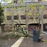 L'albero caduto in piazza Zorzetto a Mestre