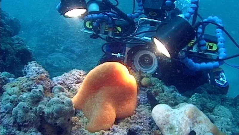 Un fotografo sub alle Tegnùe di Chioggia
