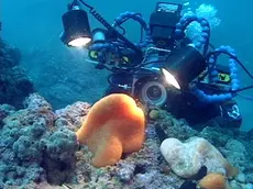 Tegnùe, progetto reef di ostriche per biodiversità e clima: esperti divisi