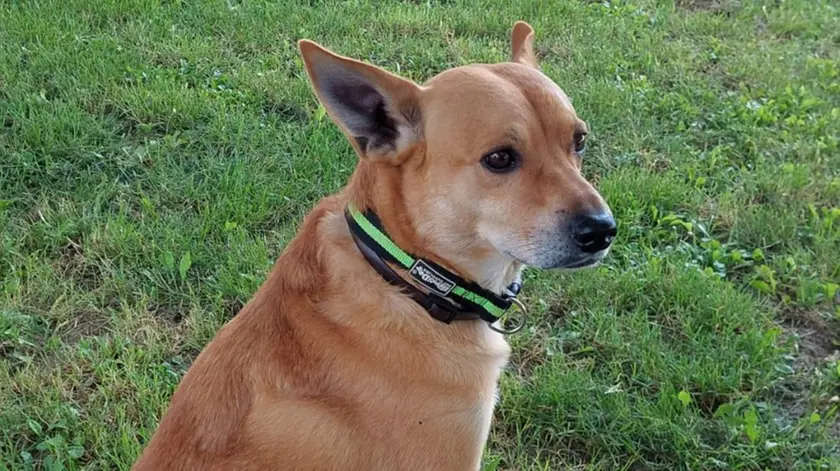 Ricky, il cagnolino della donna morta nell'incidente di Ceggia