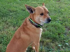 Ricky, il cagnolino della donna morta nell'incidente di Ceggia