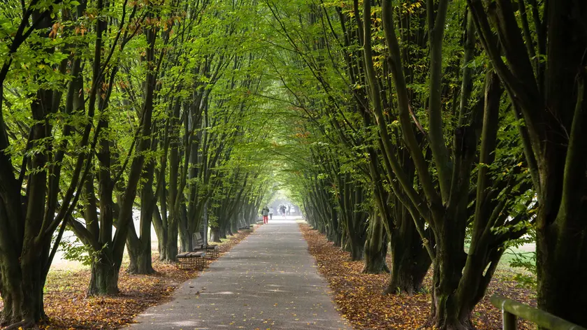 A Mestre più di 477 mila alberi
