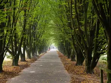 A Mestre più di 477 mila alberi