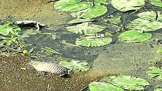 Centinaia di pesci morti sul canale Fossetta di Musile