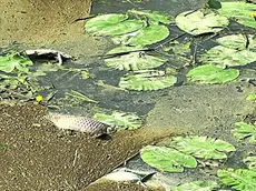 Centinaia di pesci morti sul canale Fossetta di Musile