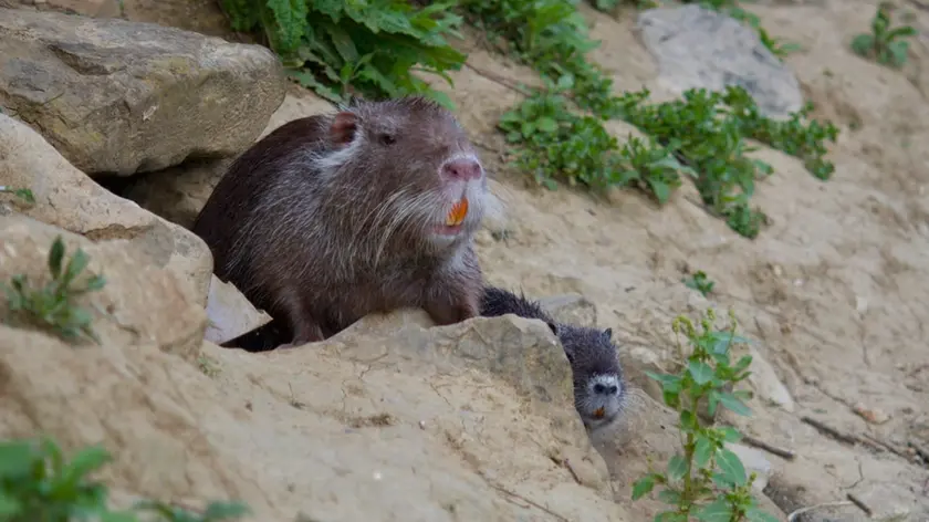 Una nutria in un argine del Padovano