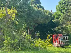 Iniziati i lavori di disboscamento per fare spazio al nuovo asilo