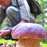 Un appassionato intento nella raccolta di funghi in un’area boschiva (foto d'archivio)