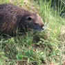 Una nutria: catturarla con trappola è vietato, salvo che nei periodi stabiliti