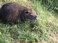 Una nutria: catturarla con trappola è vietato, salvo che nei periodi stabiliti